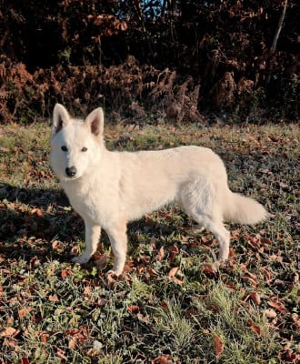 Étalon Berger Blanc Suisse - du Domaine de Criska PAM 