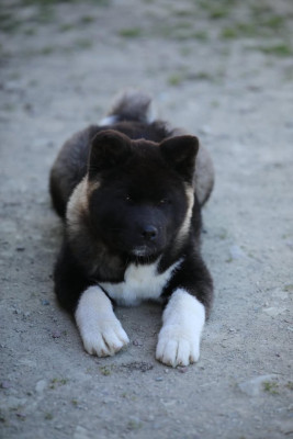 Étalon Akita americain - Rampage Spirit A-Legacy-Of-Honor