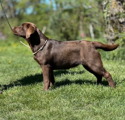 Étalon Labrador Retriever - Alma by rosaly Du Pomayrol