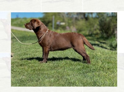 Étalon Labrador Retriever - Appy by lily Du Pomayrol