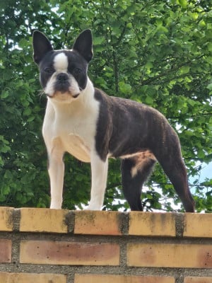 Étalon Boston Terrier - VEXANE Du Domaine De La Cour Souveraine