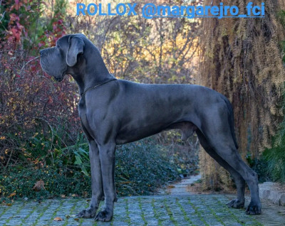 CH. Rollox margarejro fci