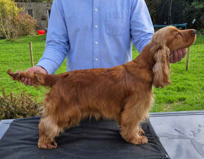 Étalon Cocker Spaniel Anglais - XS MALOU Du Clos Aux Diables