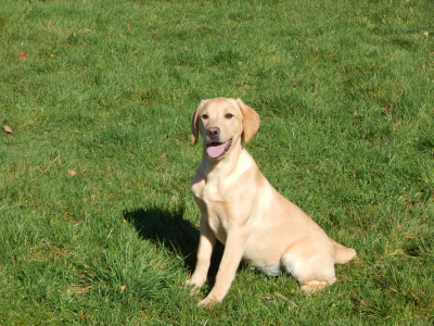 Étalon Labrador Retriever - ARIETT D'Aspe & D'Ossau