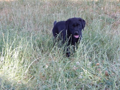 Étalon Labrador Retriever - AMOR FATI D'Aspe & D'Ossau