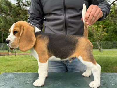 Étalon Beagle - Bocage Du Moulin De Champiré