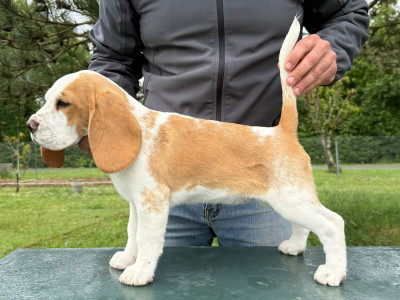 Étalon Beagle - Broussaille Du Moulin De Champiré