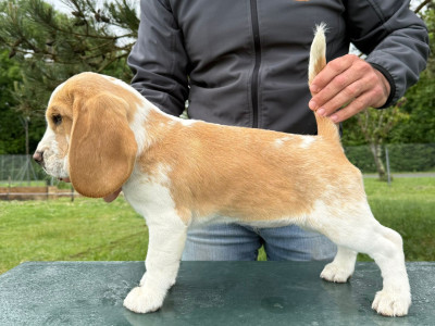 Étalon Beagle - Brindille Du Moulin De Champiré