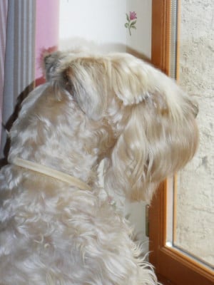 Étalon Irish Soft Coated Wheaten Terrier - CH. Fair-guinness from the soft Estate of Drogheda