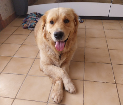 Étalon Golden Retriever - Vanya des Gardiens du Palais
