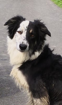 Étalon Border Collie - Umé Du Trident De Valfred