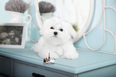 Étalon Bichon maltais - favourite winners IMPERATOR II