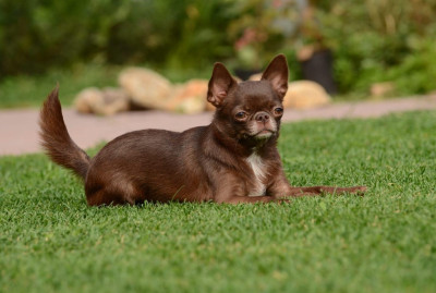 Étalon Chihuahua - SHRIDEVI ZVEZDA BOLLIVUDA