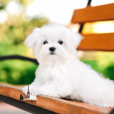 Étalon Bichon maltais - galaxy crystal ONUKA