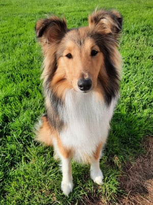 Étalon Shetland Sheepdog - Tess Des Trésors De La Rose