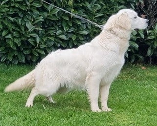 Étalon Golden Retriever - Venus des hirondelles du voyage