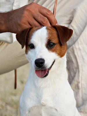 Étalon Jack Russell Terrier - lovely-orange SENSEI