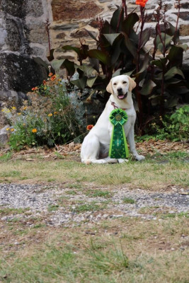 Étalon Labrador Retriever - Salsa Dudragon du Domaine de Luard delphie du domaine de luard
