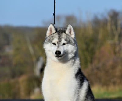 Étalon Siberian Husky - CH. UNIC WARRIOR du chalet des edelweiss