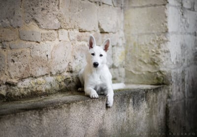 Étalon Berger Blanc Suisse - Visenya Des Gardiens De Sauron