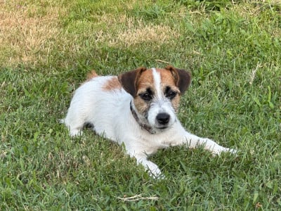 Étalon Jack Russell Terrier - Vidi Lacus Meduli