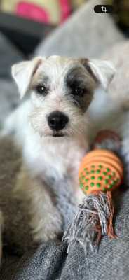 Étalon Jack Russell Terrier - Arthur Albator Lacus Meduli