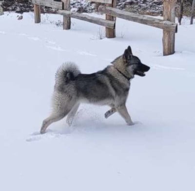 Étalon Chien d'elan norvegien gris - Up Du Grand Parpaillon