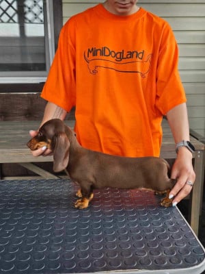 minidogland ULTRA