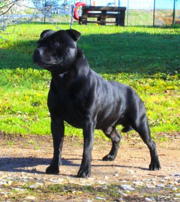 Étalon Staffordshire Bull Terrier - SHIIRO Des Guerriers Pacifiques