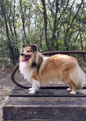 Étalon Shetland Sheepdog - CH. Virtuose Verdi Des mille eclats des tournesol