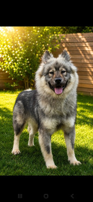 Étalon Eurasier - Vinie Du Mistral Normand