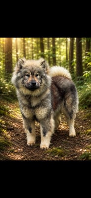 Étalon Eurasier - Virza Du Mistral Normand