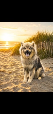 Étalon Eurasier - Vaia Du Mistral Normand