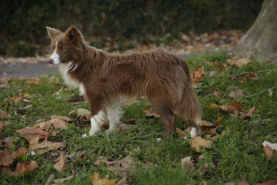 Étalon Border Collie - Athènes Des Gardiens Du Camp