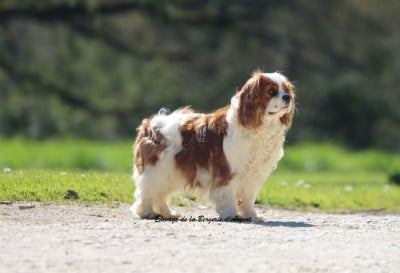 Étalon Cavalier King Charles Spaniel - Andalouse De La Bergerie D'Argent
