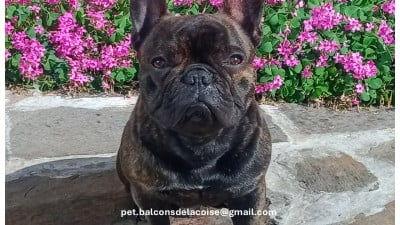 Étalon Bouledogue français - A'PABLO les Joyaux de Murat}