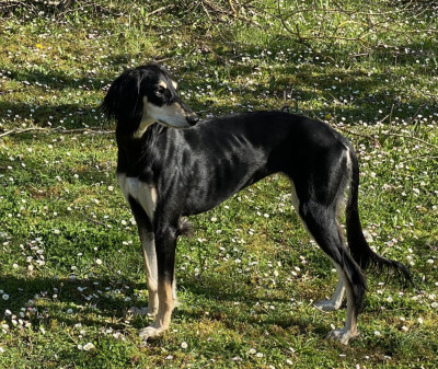 Étalon Saluki - Mazikeen Freja Calo