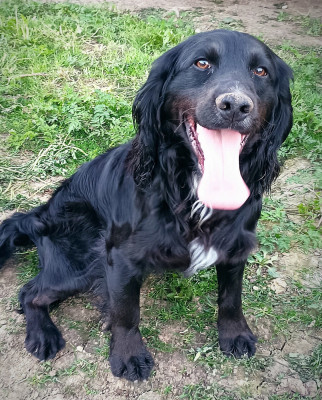Étalon Cocker Spaniel Anglais - ryndal Cash of lakota legends