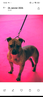 Étalon Staffordshire Bull Terrier - Vodka unguibus et rostro