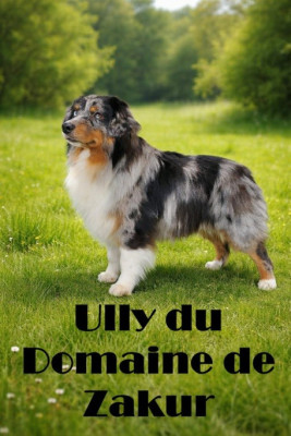 Étalon Berger Américain Miniature - ULLY Du Domaine De Zakur