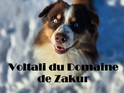 Étalon Berger Américain Miniature - Voltali Du Domaine De Zakur