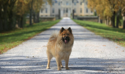 Étalon Eurasier - Malibu (vite un) Du Royaume D'ebène