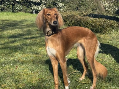 Étalon Saluki - Bahar (Robyn) Az Oug