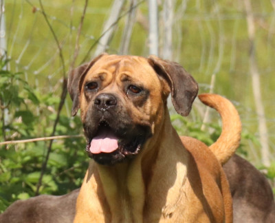 Étalon Cane Corso - ursana Du Domaine Des Vents Landais