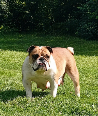 Usty Des sweety bullys