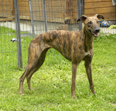 Étalon Whippet - U' Wallee (en copropriété ) of the Moon