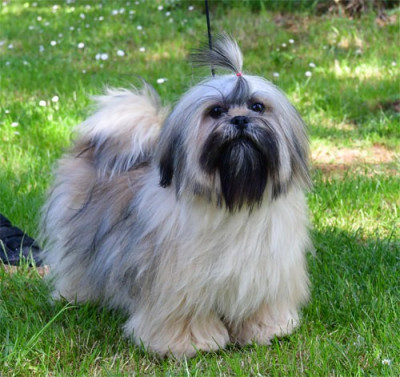 Étalon Lhassa Apso - Apple de dame nature