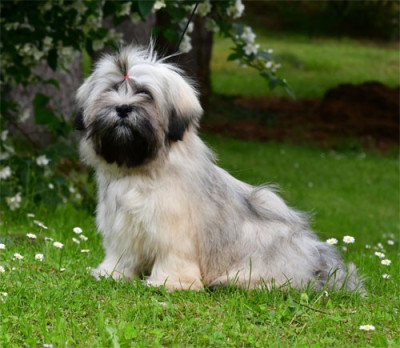 Étalon Lhassa Apso - Aglaé de dame nature