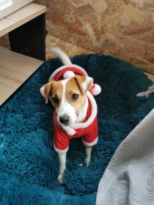 Étalon Jack Russell Terrier - Volna Star Felicia Farr 