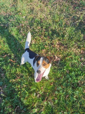 image de Duke